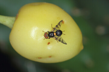 Rhagoletis cerasi is a species of tephritid fruit fly known by the common name cherry fruit fly. It is a major pest of cherry crops in Europe.