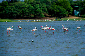 Flamingos in Thol lake