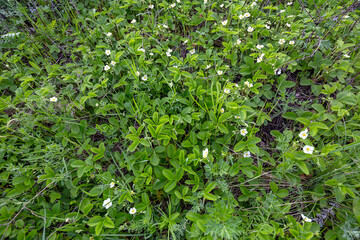 Top view to a flowering bushes of wild strawberries in the meadow 