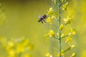 The flying honey bee and rape flowers blooming in spring
