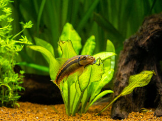 Chinese Algae Eater close up in fish tank (Gyrinocheilus aymonieri) with blurred background
