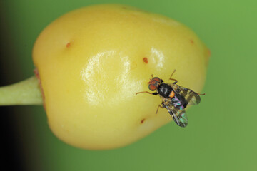 Rhagoletis cerasi is a species of tephritid fruit fly known by the common name cherry fruit fly. It is a major pest of cherry crops in Europe.