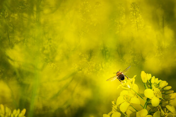 The flying honey bee and rape flowers blooming in spring