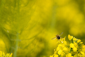 The flying honey bee and rape flowers blooming in spring