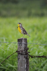 pajaro en naturaleza