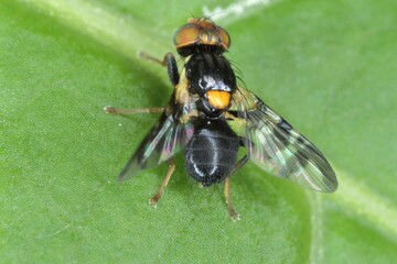Rhagoletis cerasi is a species of tephritid fruit fly known by the common name cherry fruit fly. It...