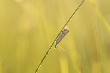 A tiny beautiful butterfly moth sits on a blade of grass at sunset. Copy space, selective focus