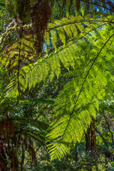 Silver tree fern in New Zealand