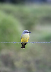 Obraz premium AVES en naturaleza 