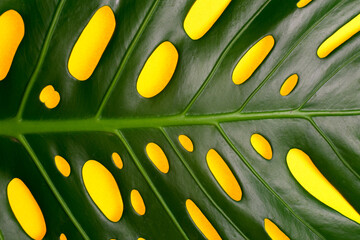 
Part of a large sheet of tropical monstera on a yellow background. Close-up. Tropical leaf natural...