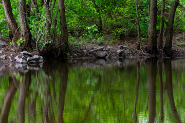 Зеленая вода и зеленые деревья отражение в воде, корни деревьев в воде и камни в затоке заповетника тихая вода