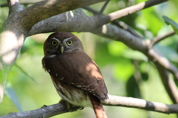 AVES en naturaleza 
