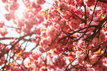 Beautiful sakura blossom pink flowers in backlit light. Sunflare - 355519589