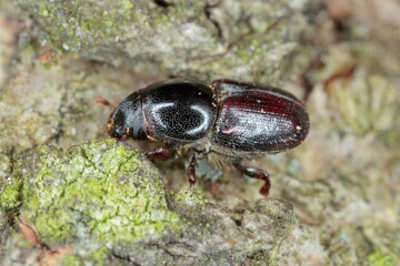 Scolytus mali - larger shothole borer (other names apple bark beetle and large fruit bark beetle of...