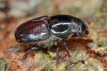 Scolytus mali - larger shothole borer (other names apple bark beetle and large fruit bark beetle of bark beetle in the family Curculionidae (subfamily Scolytinae) a pest of many fruit trees. 