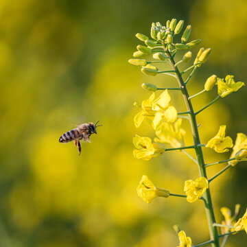 The flying honey bee and rape flowers blooming in spring