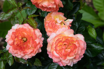 Floribundarose Samaritan - Harkness 1991