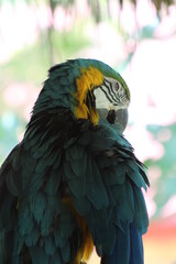 guacamaya