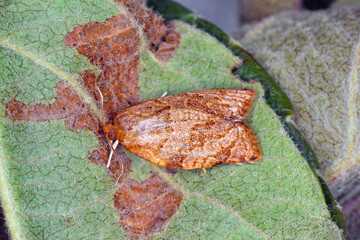 Adoxophyes reticulana moth of Tortricidae family on apple tree leaves. 