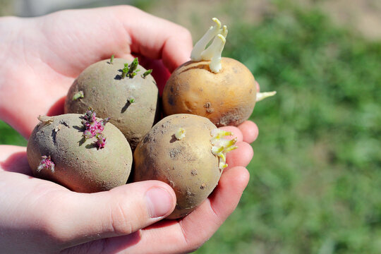 sprouted potatoes with sprouts. Sprouts appeared on a potato tuber. prepared potatoes for planting in the ground