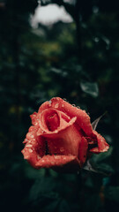 red rose with water drops Cellphone wallpaper
