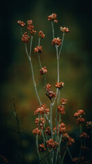 flower in the field Cellphone Wallpaper 9:16