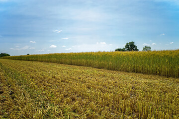 Bearded barley field that is partially harvested.  It is a member of the grass family, is a major cereal grain grown in temperate climates globally and doubles as a winter cover crop.