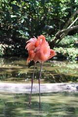 flamingo