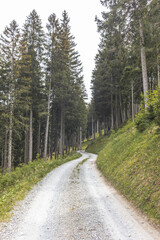 Fototapeta na wymiar A curvy gravel road in the woods of Lenzerheide in the Swiss Alps in spring