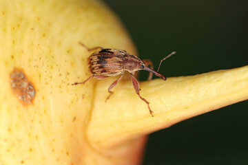 Anthonomus Furcipes rectirostris or cherry weevil, stone fruit weevil is a major pests of cherry trees Prunus avium, cerasus, mahaleb, padus, spinosa. Beetle on fruit.