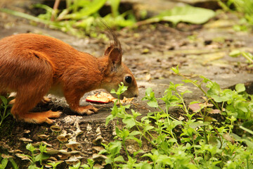 Squirrel close up. Sciurus. Rodent. Beautiful red squirrel in the park