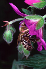 Meadow cranesbill, Blossom, Nectar, Honey, Thueringia, Germany, Europe