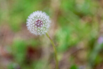 dandelion