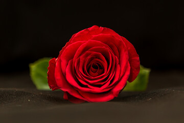 red rose on black background
