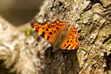A Comma Butterfly basking on tree bark.