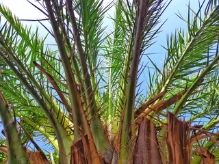palm tree with dates grow up on summer in desert of Algeria