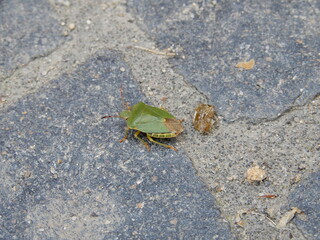 insect on the stones