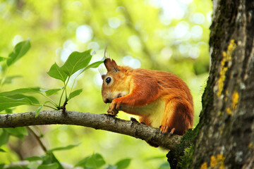 Sciurus. Rodent. The squirrel sits on a tree and eats. Beautiful red squirrel in the park