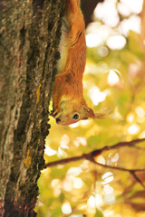 Sciurus. Rodent. The squirrel on a tree and eats. Beautiful red squirrel in the park