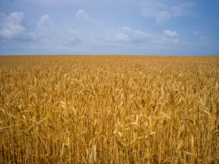 golden wheat field