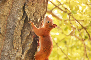 Obraz premium Sciurus. Rodent. The squirrel sits on a tree. Beautiful red squirrel in the park