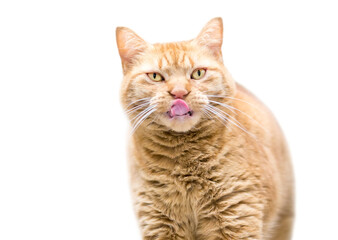 A large overweight orange tabby shorthair cat licking its lips