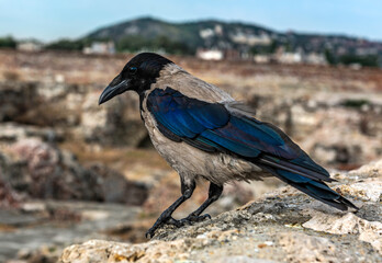 A pic of a European Hooded Crow standing on a wall