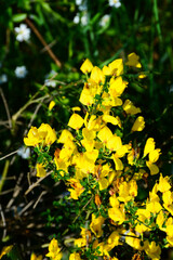 Obraz premium Fleur jaune