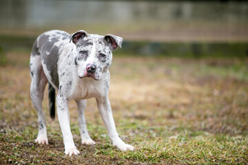A nervous or timid Catahoula Leopard Dog mixed breed dog