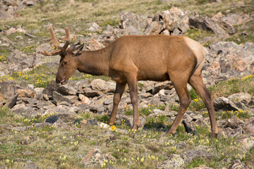 Rocky Mountain bull elk with a velvety rack in Rocky Mountain National Park in Colorado in summer
