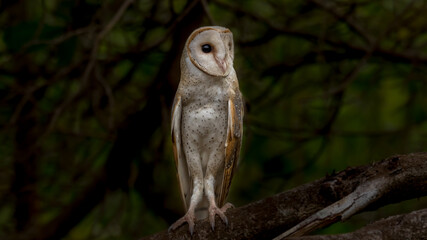 barn owl on a tree 