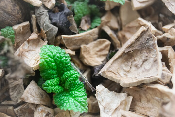 lemon balm leaves on a nutshell mulch