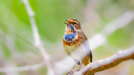blue throat bird 