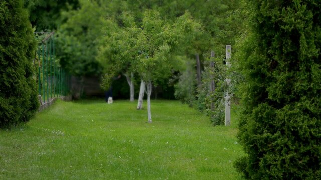 A woman lets Maltese Dog run across meadow - (4K)